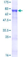 Human PDP2 Protein (Recombinant GST)