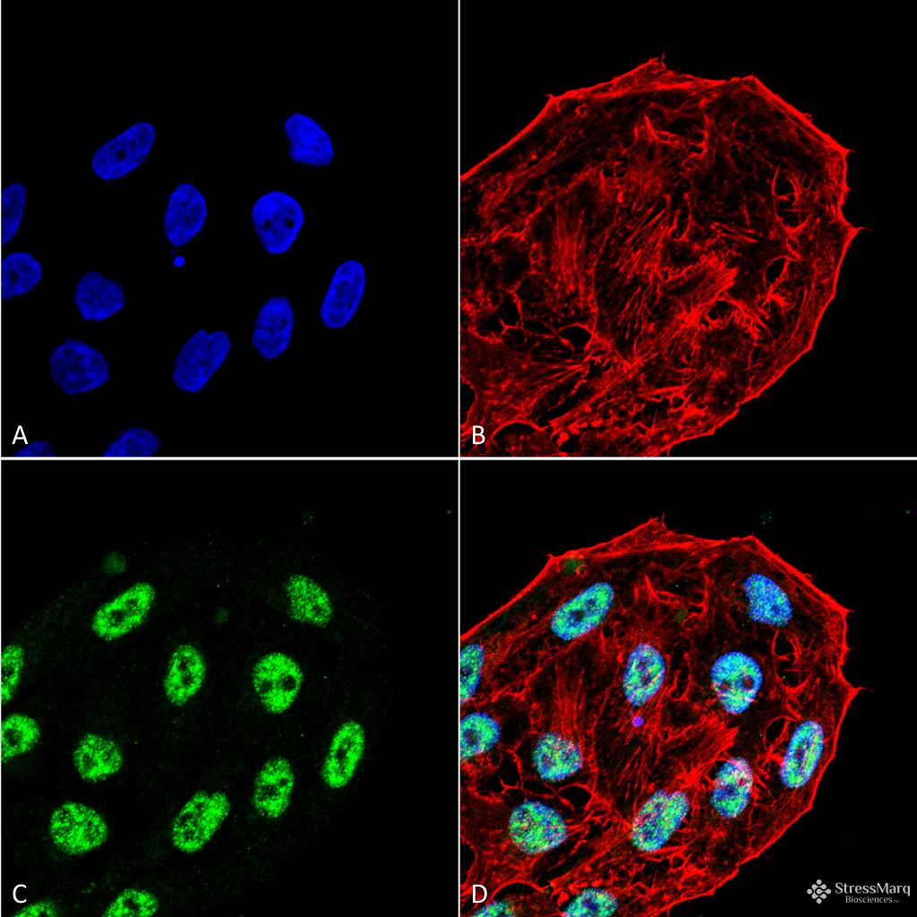 APG5 / ATG5 Antibody (PerCP)