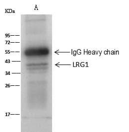 Polyclonal Rabbit anti-Human LRG1 / LRG Antibody (Preservative Free, WB)
