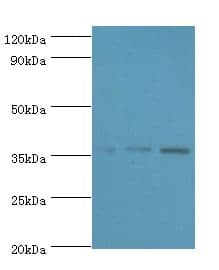 ANXA5 / Annexin V Antibody (aa2-320)