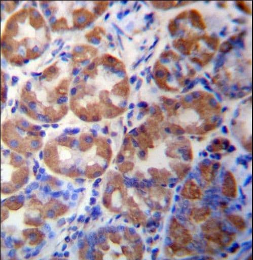 Polyclonal Rabbit anti-Human WDR89 Antibody (aa359-387, IHC, WB)