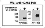 HDAC9 Antibody (aa2-32)