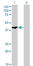 SHOX2 Antibody (aa117-204, clone 1D1)