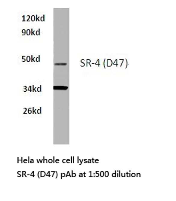 Polyclonal Rabbit anti-Human HTR4 / 5-HT4 Receptor Antibody (Asp47, IHC, IF, WB)
