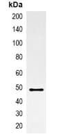 Monoclonal Mouse AmCyan Tag Antibody (WB)