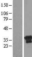 CXorf26 Protein (Over-Expression Lysate Myc-DDK (Flag))