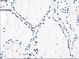 ID3 Antibody (clone OTI5C7)