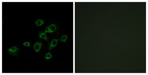 LILRA1 / LIR6 Antibody (aa53-102)