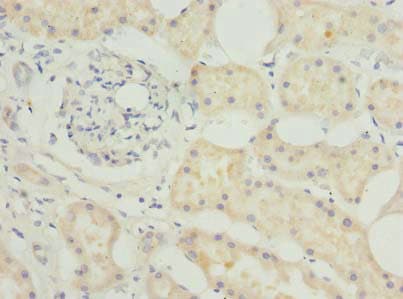BEND7 Antibody