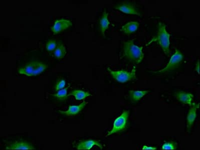 LANCL1 Antibody