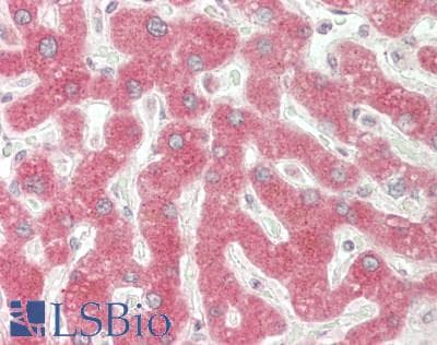 IHC-plus™ CYP2D6 Antibody (Internal)