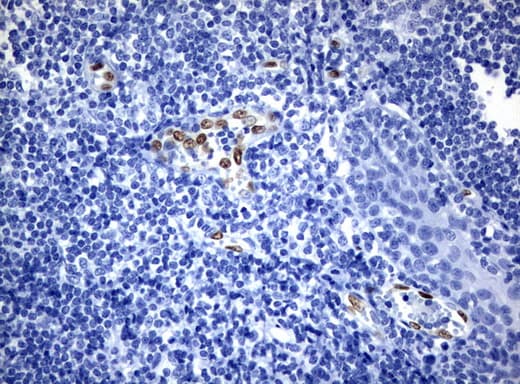 ERG Antibody (clone UMAB77)