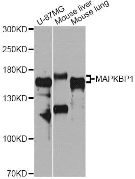 Polyclonal Rabbit anti-Human MAPKBP1 Antibody (WB)