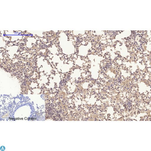 Polyclonal Rabbit anti-Human CYCS / Cytochrome c Antibody (WB)