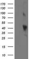 OBFC1 Antibody (clone OTI1C5, Carrier-free)