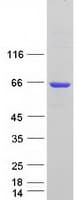 Human AKT1 Protein (Recombinant Myc-DDK (Flag))