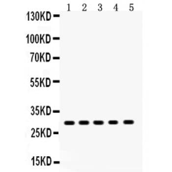XBP1 Antibody (aa59-85)