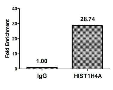 HIST1H4I Antibody