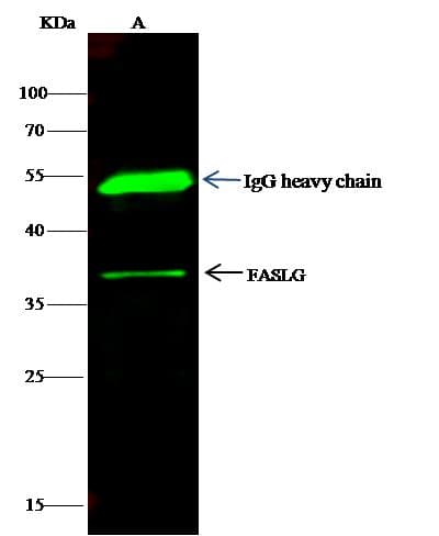 FASLG / Fas Ligand Antibody (Preservative Free)