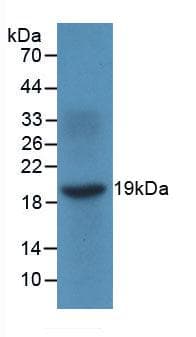 CXCL9 / MIG Antibody (aa23-125)