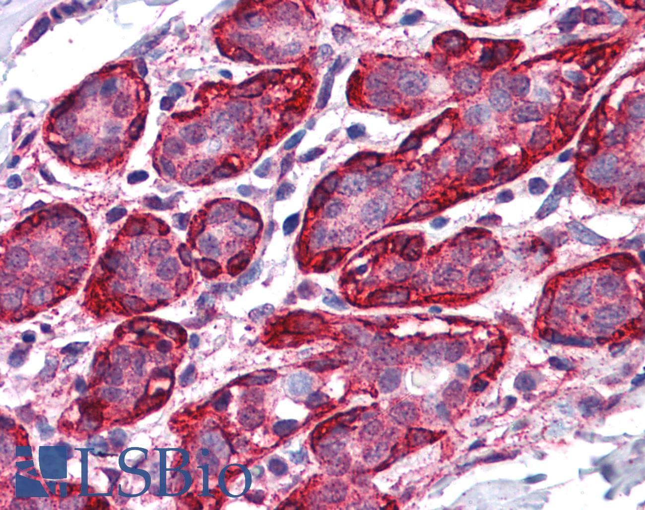 IHC-plus™ THRA / THR Alpha Antibody (aa147-158)
