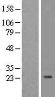 IL32 Protein (Over-Expression Lysate Myc-DDK (Flag))