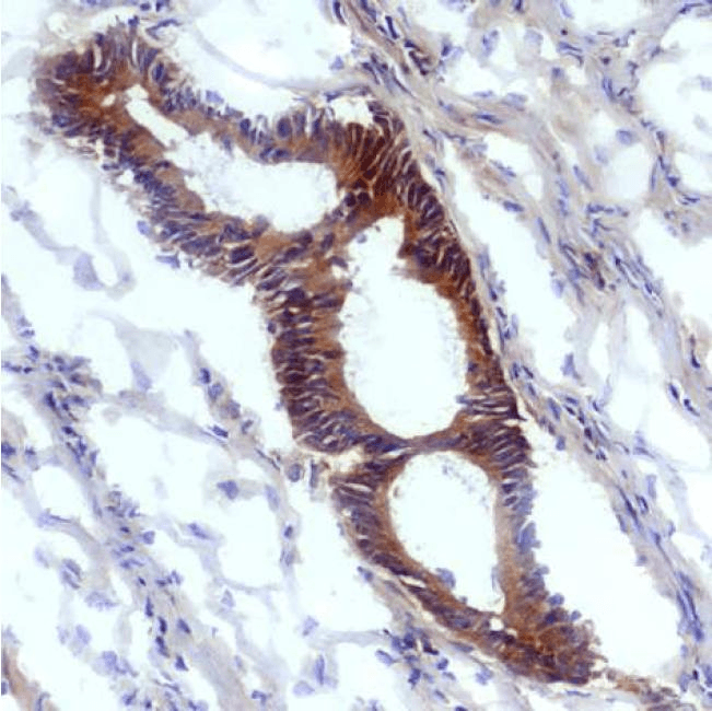 Monoclonal Mouse Nitrotyrosine Antibody (clone EM-30, IHC, WB)