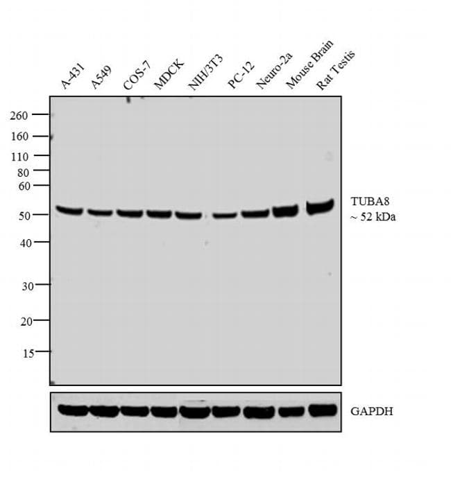 TUBA8 / Tubulin Alpha 8 Antibody (clone 2D6)