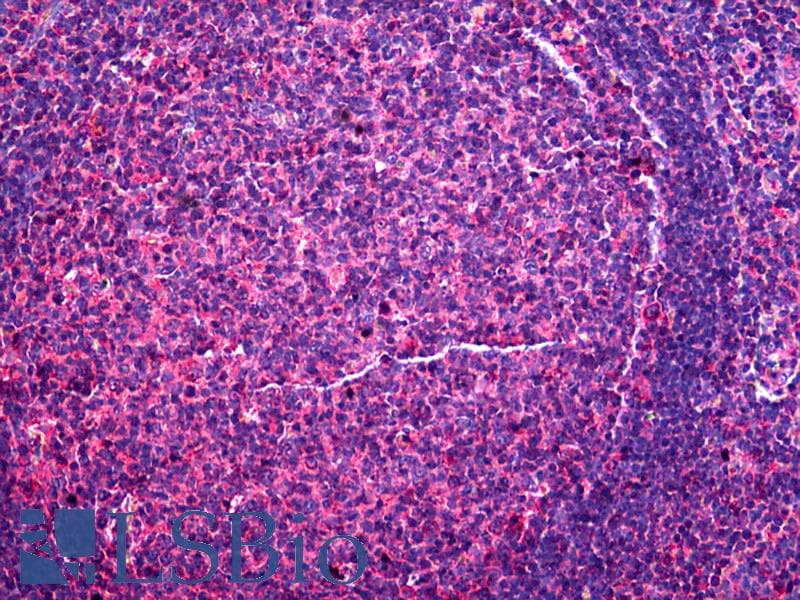 IHC-plus™ CD48 Antibody (clone 3B8-2C2)