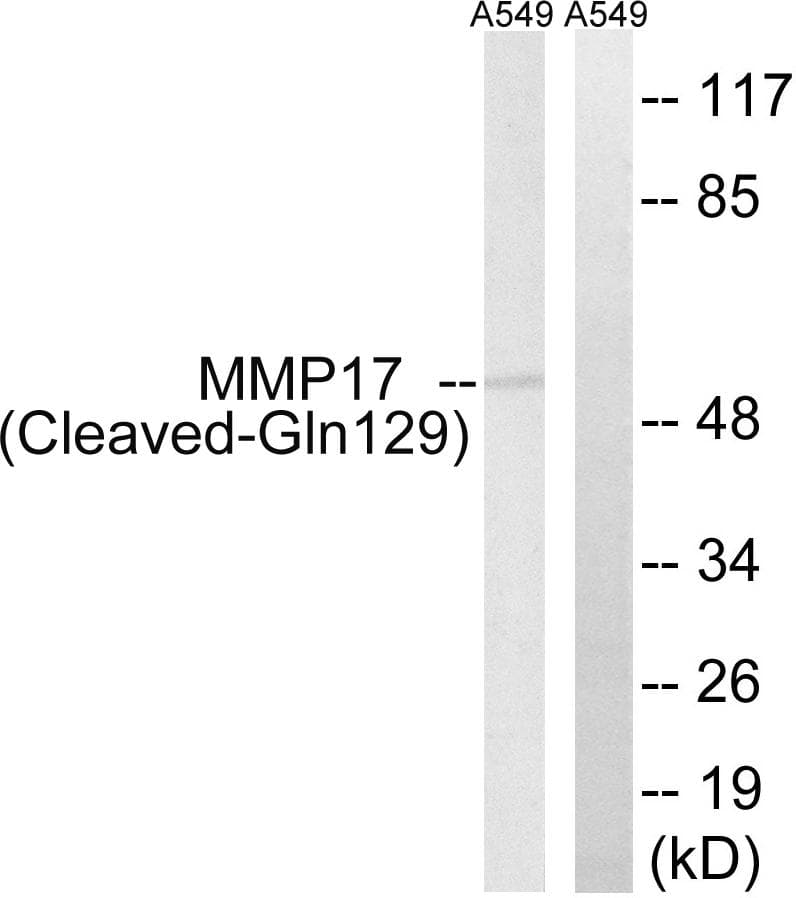 MMP17 Antibody (Cleaved-Gln129)