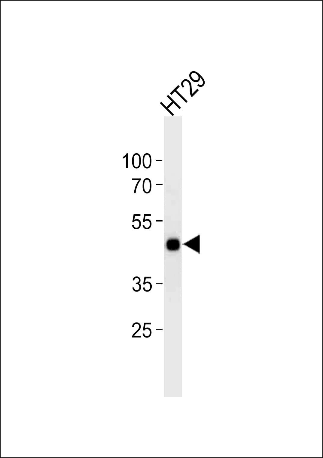 CREB1 / CREB Antibody (aa105-132)