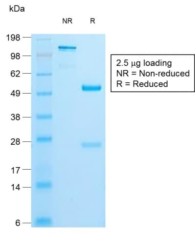 Insulin Antibody (clone IRDN/1980R, Azide-free, Carrier-free)