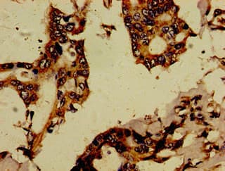 RBPJL Antibody