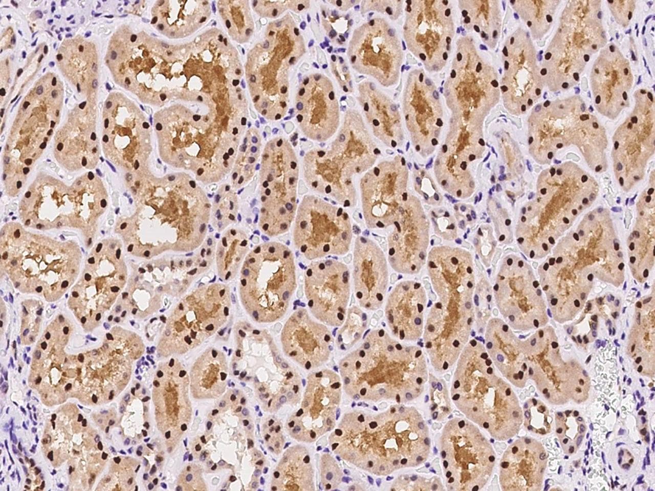RMND5B Antibody