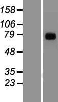 SPRING / TRIM9 Protein (Over-Expression Lysate Myc-DDK (Flag))