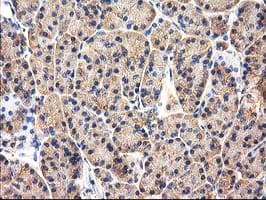CHCHD5 Antibody (clone OTI9E6)