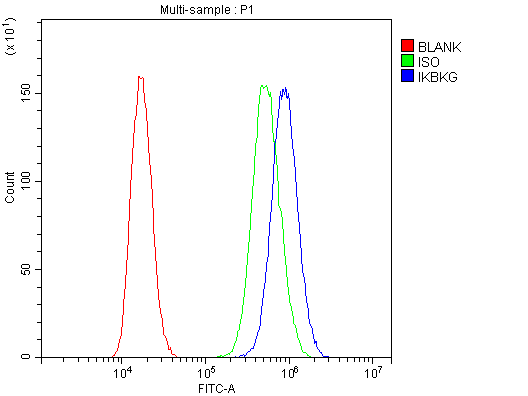 IKBKG / NEMO / IKK Gamma Antibody