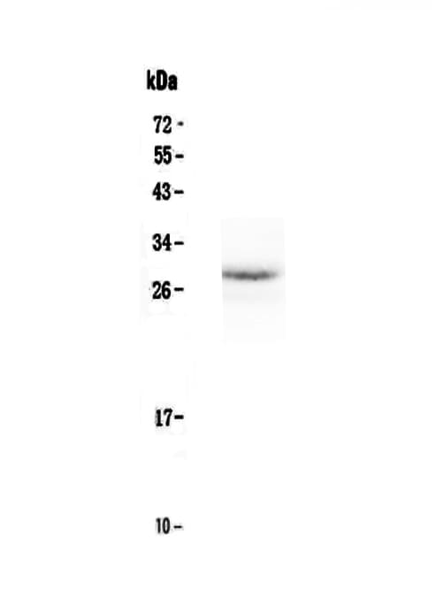 EPO / Erythropoietin Antibody