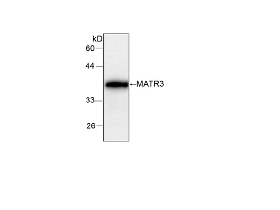 Monoclonal Mouse anti-Human MATR3 / Matrin 3 Antibody (WB)