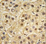 YWHAZ / 14-3-3 Zeta Antibody (Thr232)