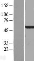 CALCOCO2 Protein (Over-Expression Lysate Myc-DDK (Flag))