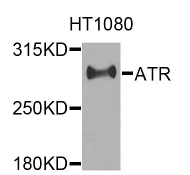 ATR Antibody