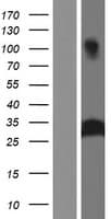 Human AZU1 / Azurocidin Protein (Over-Expression Lysate Myc-DDK (Flag))