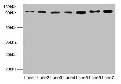 USP5 Antibody