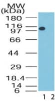 IHC-plus™ KDM1A / LSD1 Antibody (aa100-150)