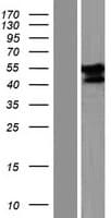 FAM90A13 Protein (Over-Expression Lysate Myc-DDK (Flag))
