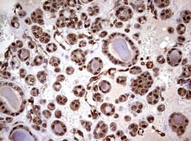 USP44 Antibody (aa420-712, clone OTI1A9)