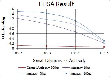 IHC-plus™ MCM2 Antibody (clone 2B3)