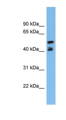 PON3 Antibody (C-Terminus)
