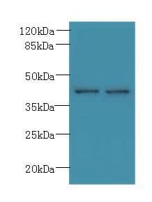 PSTPIP2 Antibody